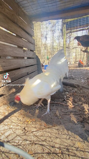 White claret brood cock at Kenzie gamefarm 🐓