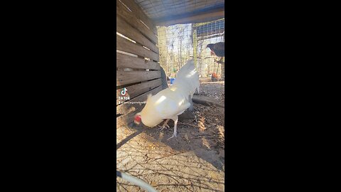 White claret brood cock at Kenzie gamefarm 🐓