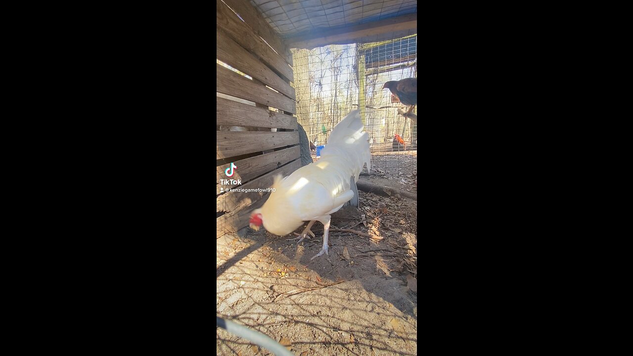 White claret brood cock at Kenzie gamefarm 🐓