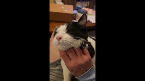 Sometimes a Cat Will Do