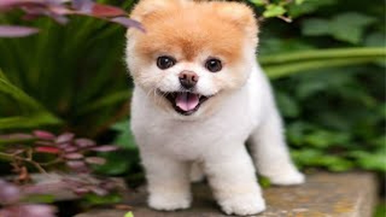 Cute Animals - Funny Cats / Dogs / Baby Animals - Funny Animal Videos / Funny Animals