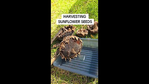 harvesting sunflower seeds