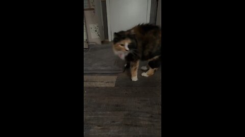 My Cat Zoey’s New TikTok
