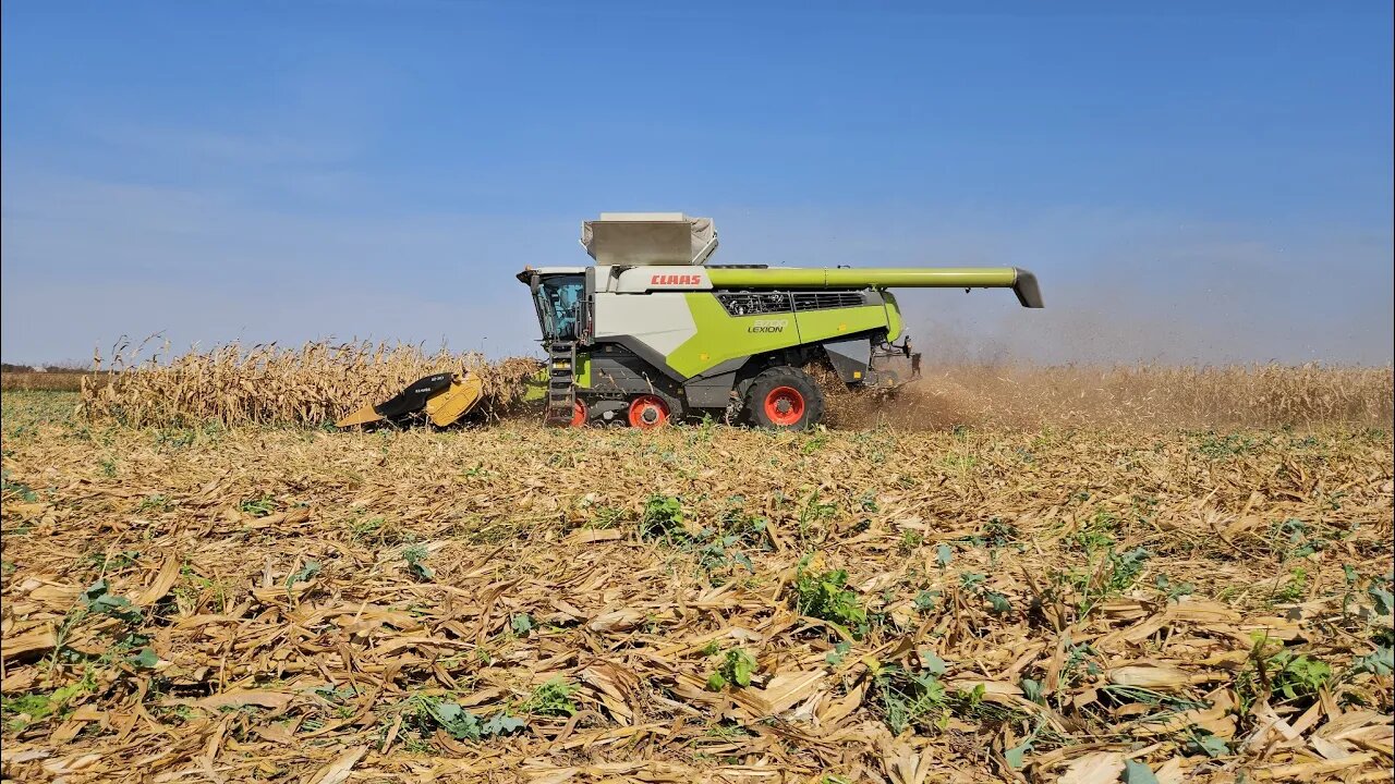 Corn Harvest of 2024