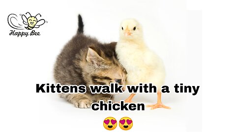 Kittens walk with a tiny chicken