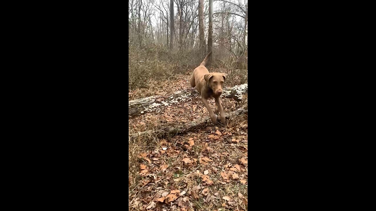 Trail walks with slow motion jumps!