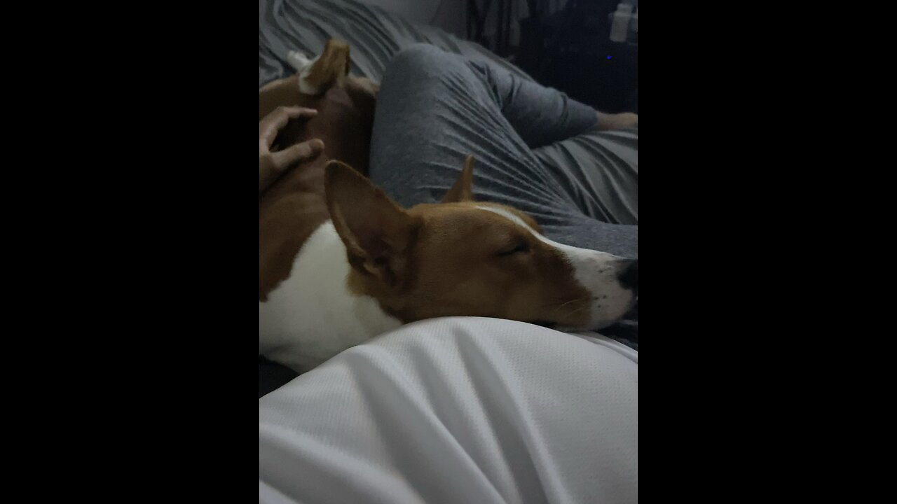 Little pupper sleeping