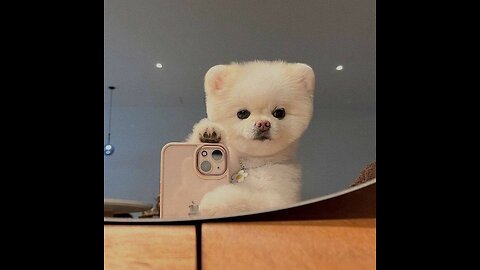 What kind of animal is this😉 wow I love animals nu😼