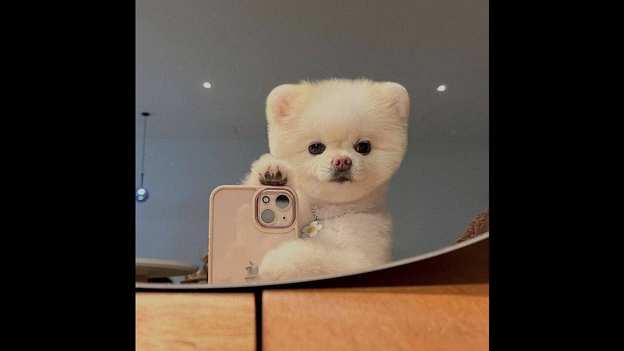 What kind of animal is this😉 wow I love animals nu😼