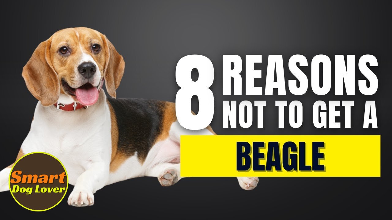 8 Reasons Why You SHOULD NOT Get a Beagle | Dog Training Tips