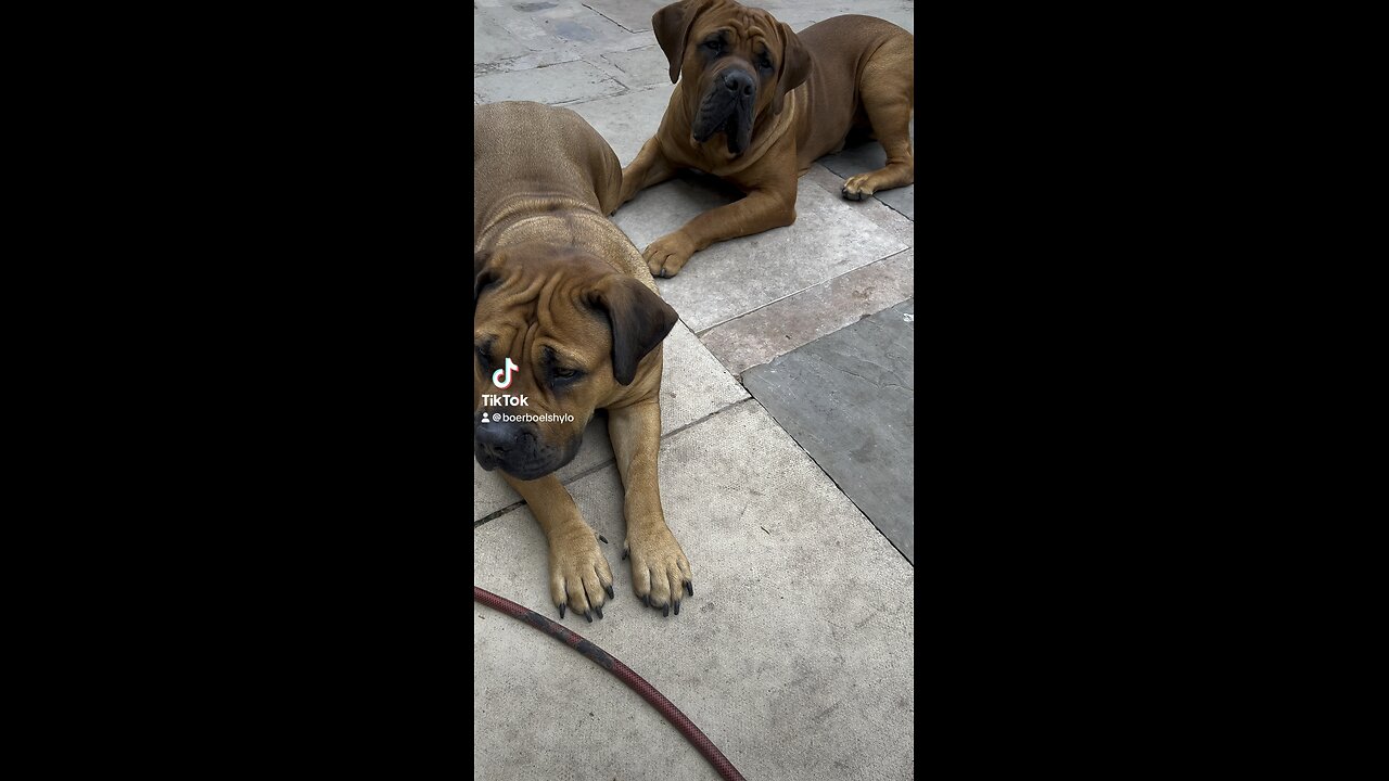 Boerboel Ready To Pounce #boerboel #dog