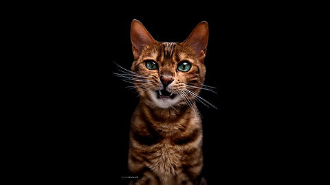 Angry Cat Goes Soft. How was it....so crazy