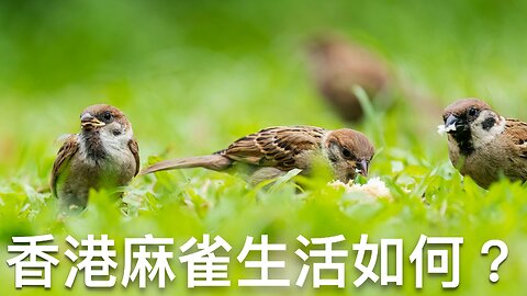 最新調查指出香港麻雀的生活情況｜《TM說》2024年12月2日