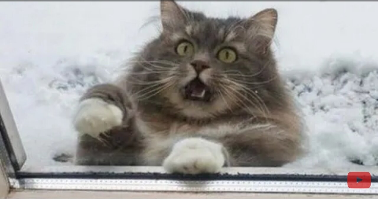 Funny animals - Funny cats / dogs - Funny animal videos