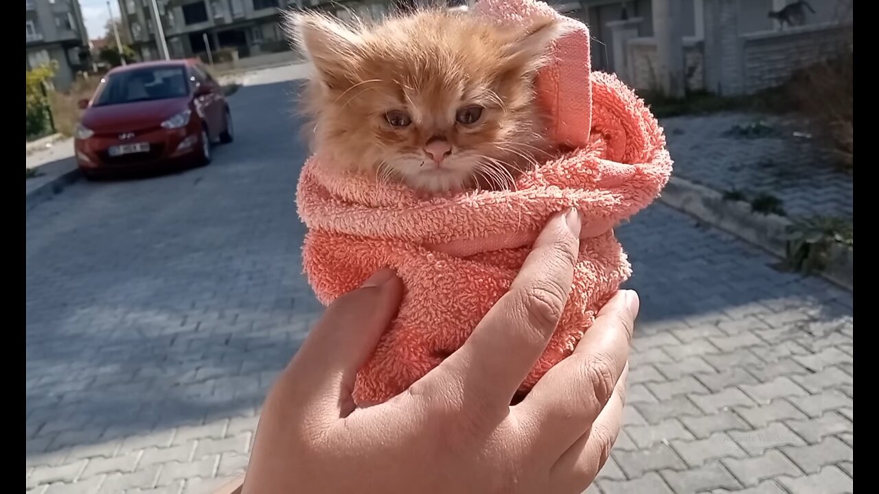 "From Abandoned to Loved: The Story of a Kitten's Transformation"