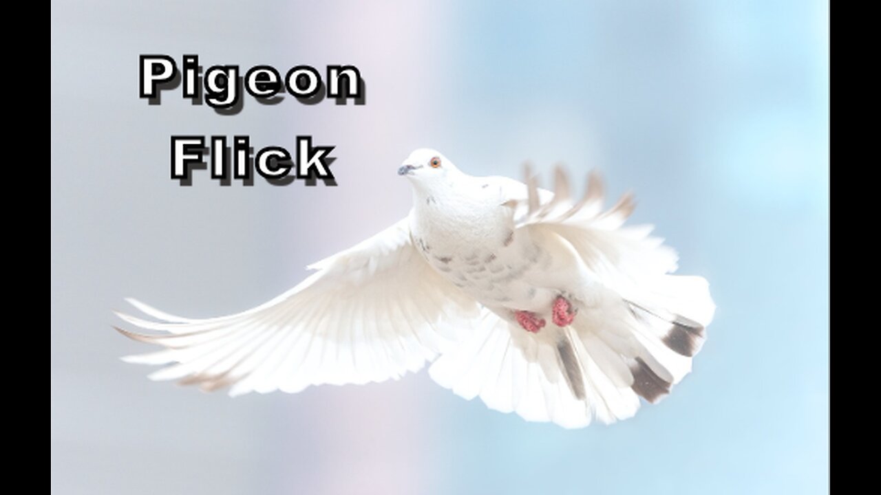 Flock to Fun: The Punny Side of Pigeon Flick"