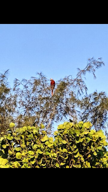 Scarlet Macaw - Roatan