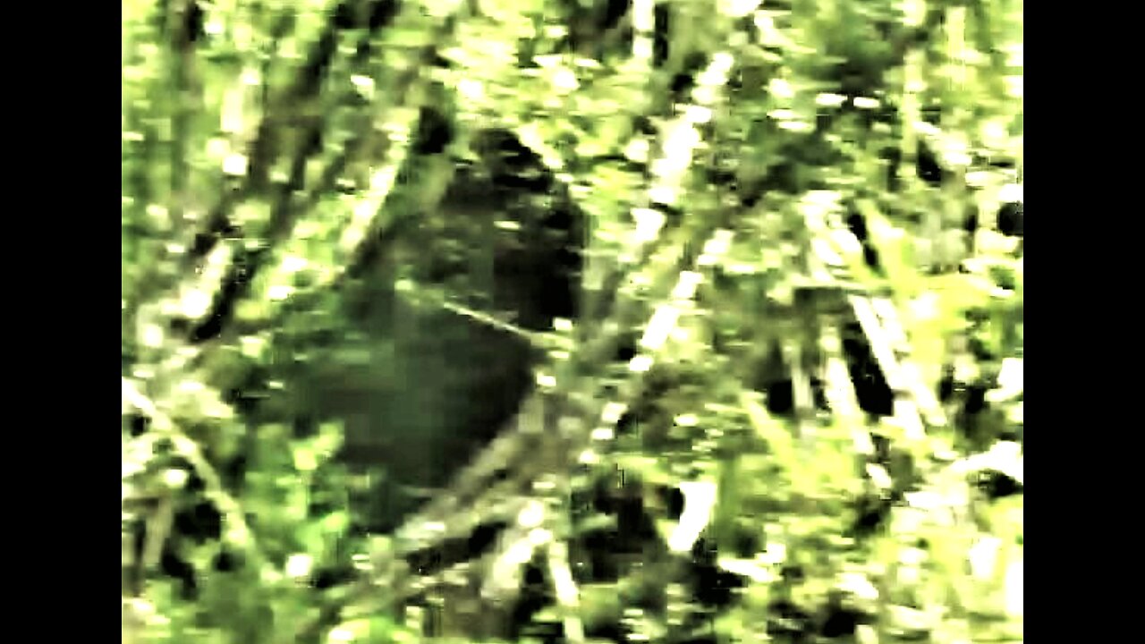 BIGFOOT & DOGMAN FILMED in ALABAMA! WBR Golden Classics / BAMA ~ BF /Joyce Grey