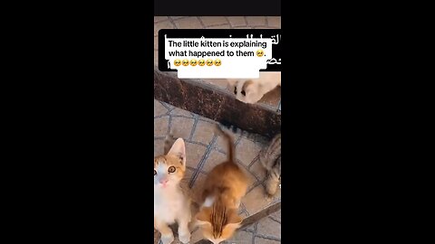 The Littel Kitten Explain What Happens to Him❤.