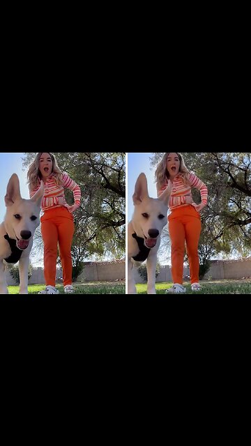 Dog Causes Utter Chaos In Hilarious Clip