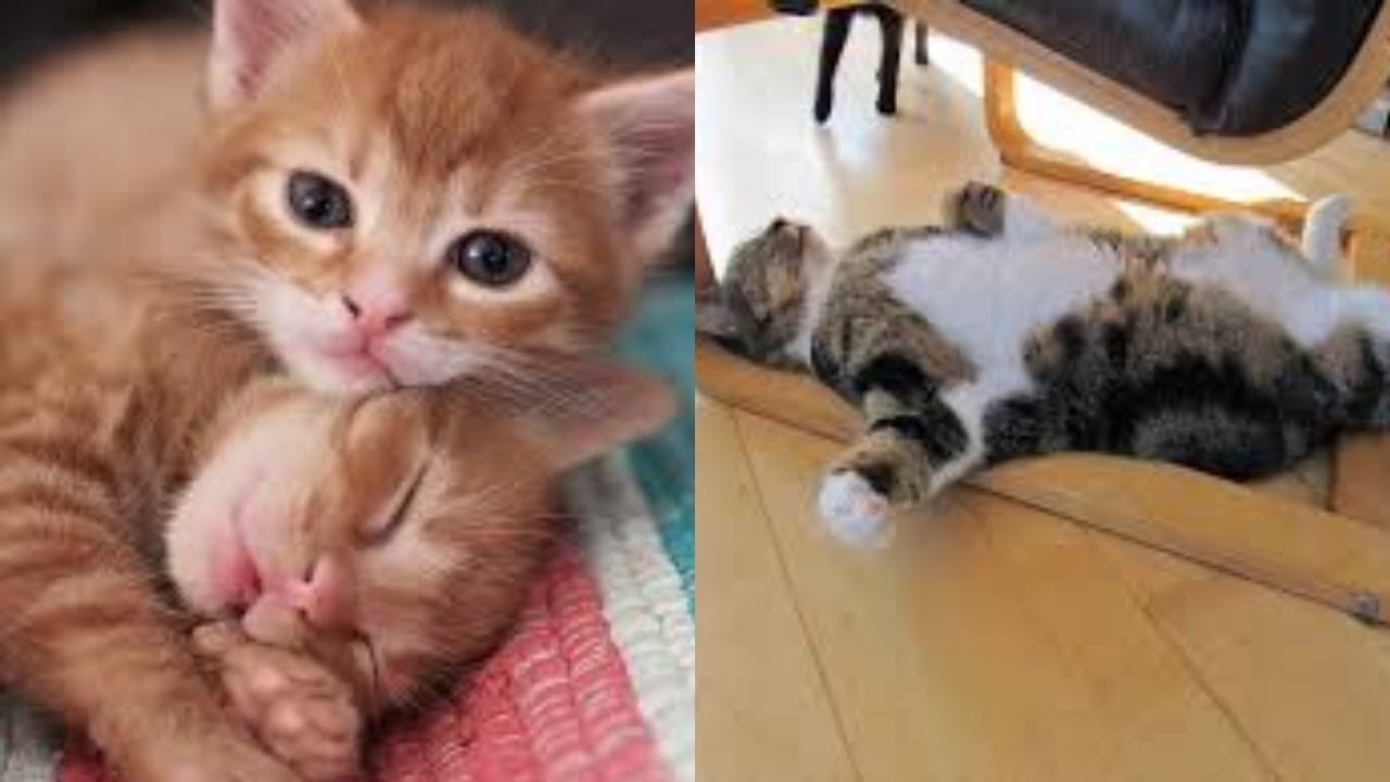 Cat And Duck Fighting | Animal Fighting Videos Compilation | Animals Funny Videos #shorts #animals