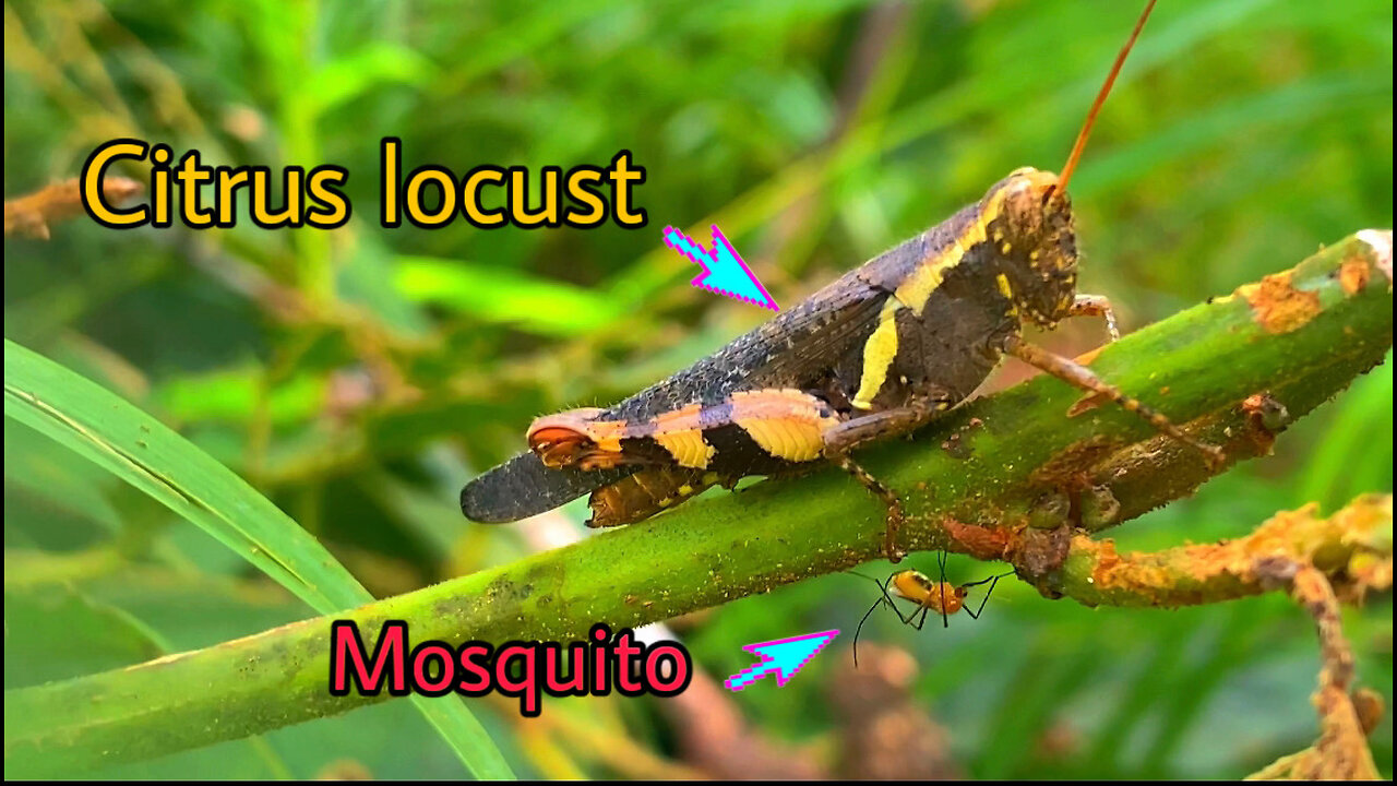 Mosquito and citrus locust