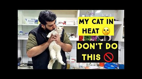 My Cat in Heat | Don't do these mistakes with Cat in Heat cycle