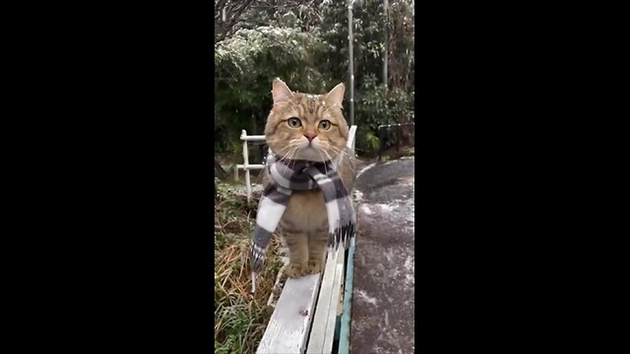 Handsome guy in a scarf!