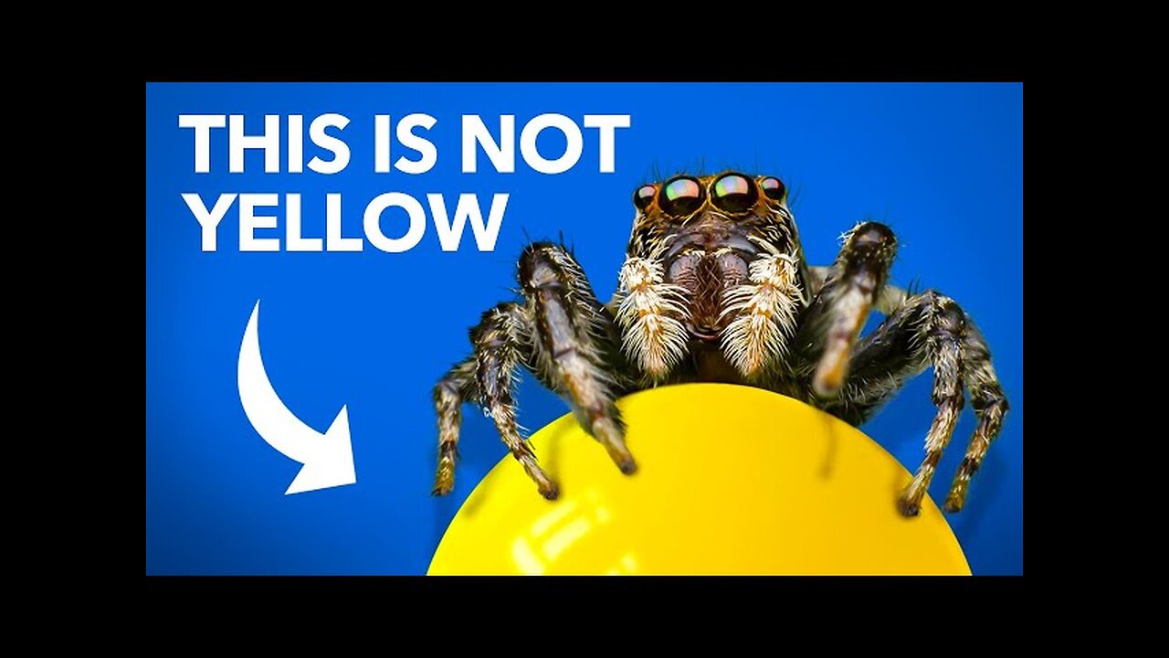 What Jumping Spiders Teach Us About Color