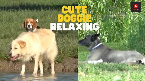"Adorable Dog Moments: The Cutest Canine Footage Compilation"