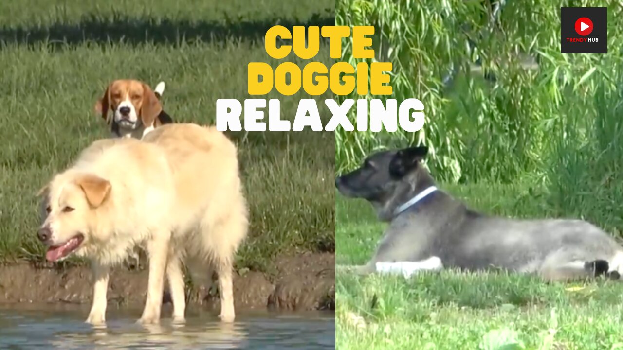"Adorable Dog Moments: The Cutest Canine Footage Compilation"