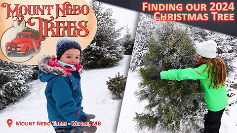 Christmas Tree Cutting 2024 - Mount Nebo Trees - Miami, MB