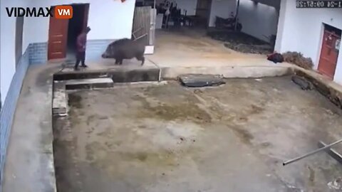 Horrific Video Shows A Chinese Woman Getting Brutally Attacked And Killed By A Wild Boar