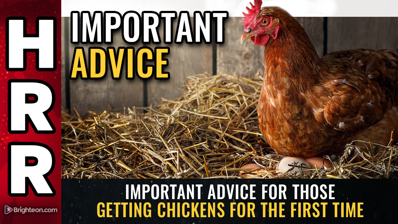 Important advice for those getting chickens for the first time