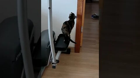 Essa gatinha foi agredida e depois de muito tempo começou só agora a sair do quarto #shorts