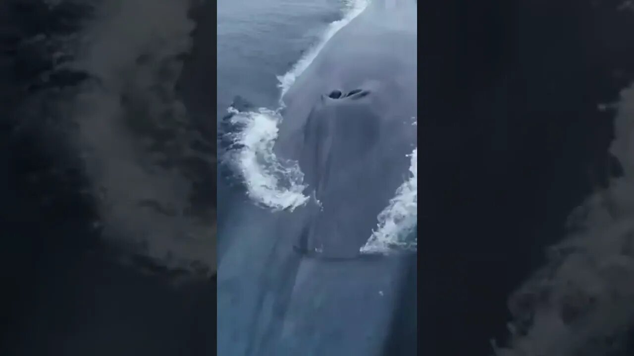 Largest Mammal in the world Blue Whale