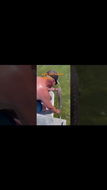 Sturgeon release Snake River