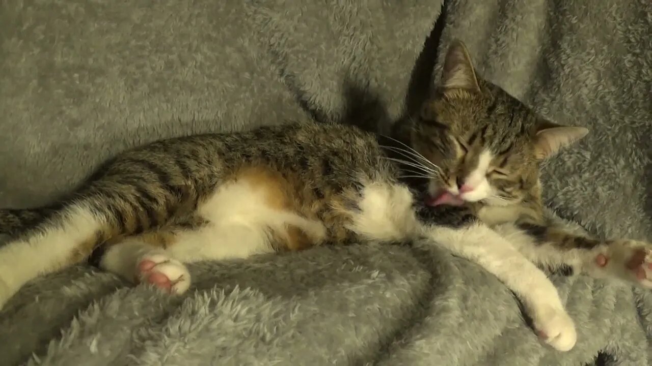 Funny Cat Stretches His Little Toes