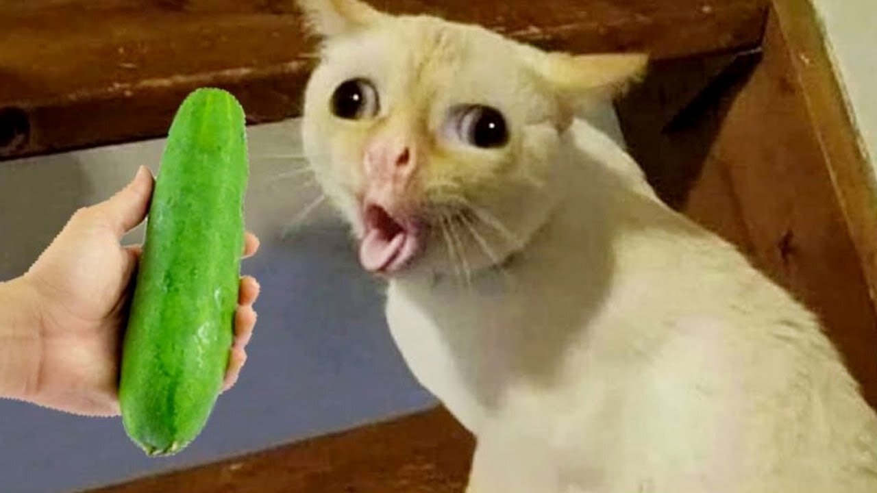 New Funny Animals 2024 – The Funniest Cats & Dogs You'll Ever See!