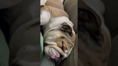 Just Came Back from the Fair 😂 #englishbulldog