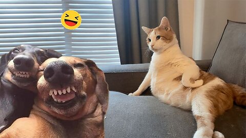 Funniest Animals 2024 😂 New Funny Cats and Dogs Videos 😻🐶 #1