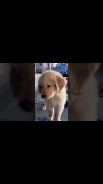 Cutie #shorts #foryou #viral #xyzbca