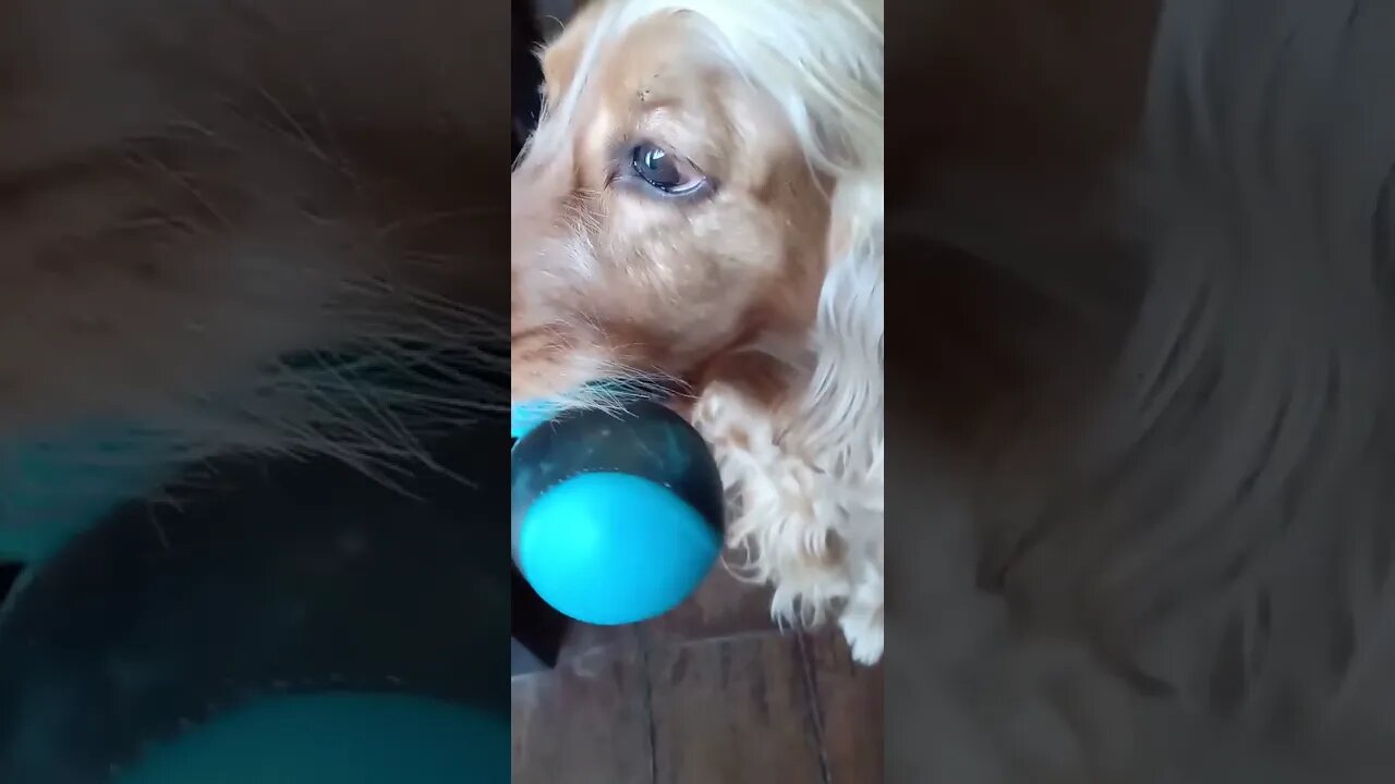 #pet , #animals , #dogshow , #dogs , #shorts