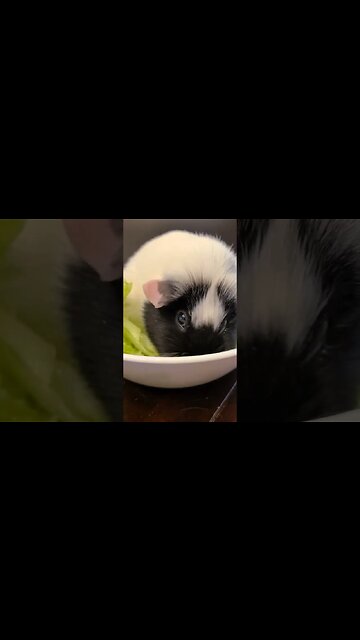 Guinea Pig salad! #guineapig