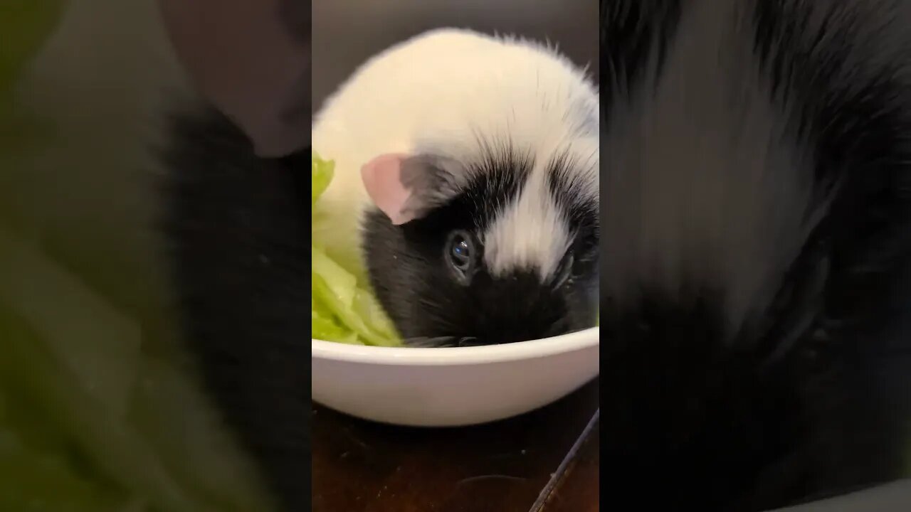 Guinea Pig salad! #guineapig