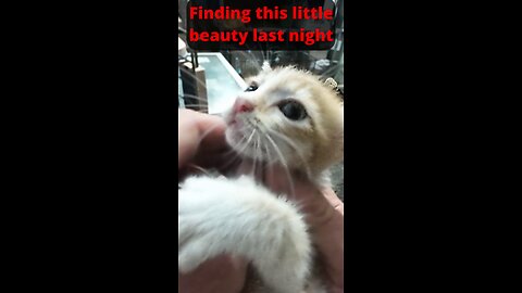 A little Ginger kitten - only 2 months old - thrown away all alone #kittenrescue #indonesia