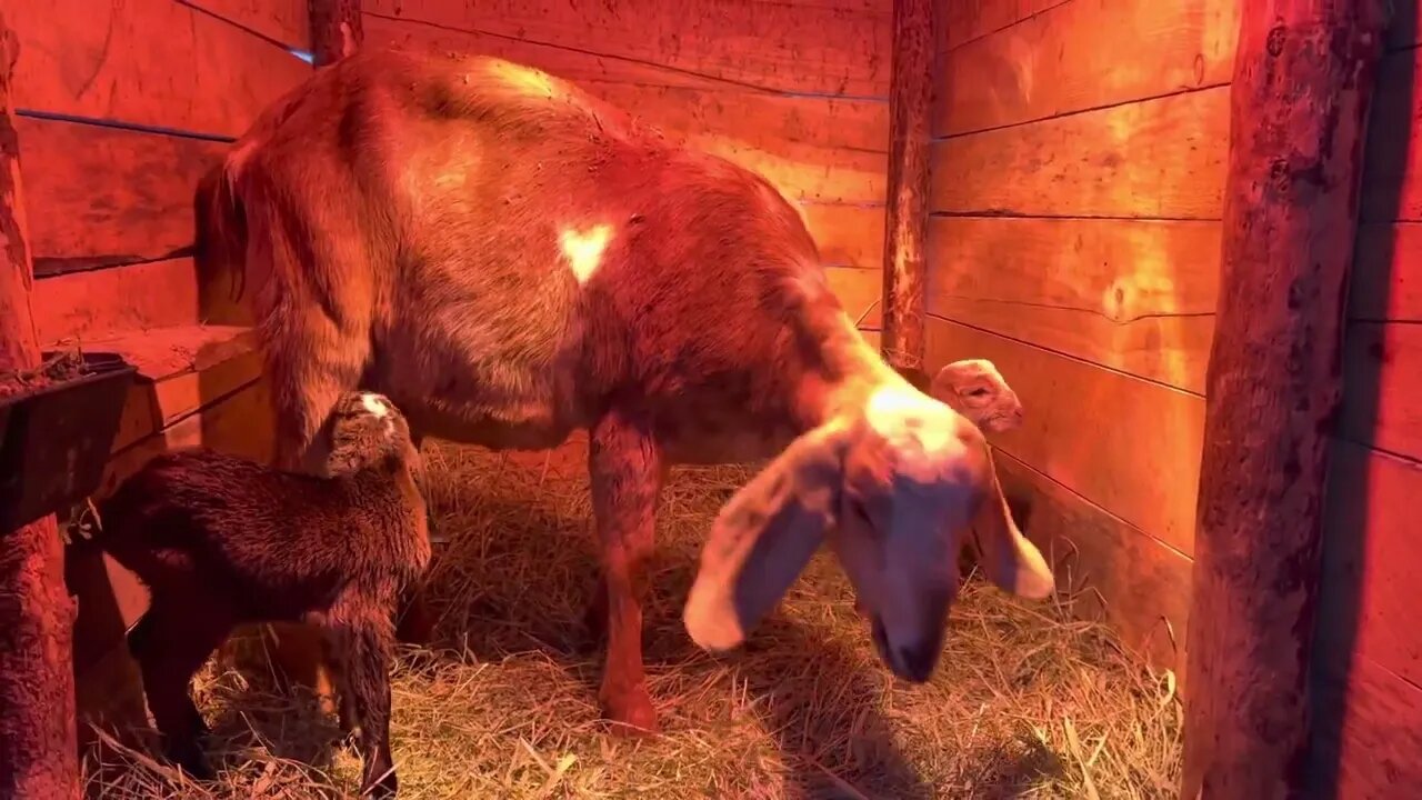 Twin Nubian babies just hours old