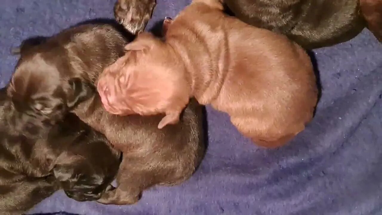 eyes wide open OBI2023 BABY PATTERDALETERRIERS day15 bull&terrier BSL puppies pups puppy dogs litter