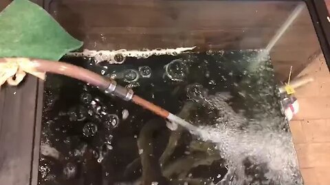 eels waiting to be cooked