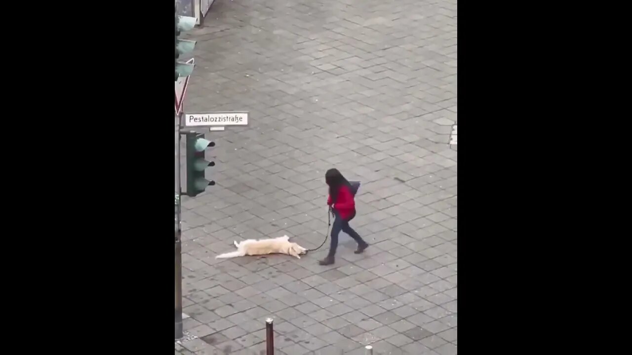 Stubborn Dog #shorts 👍 and Subscribe